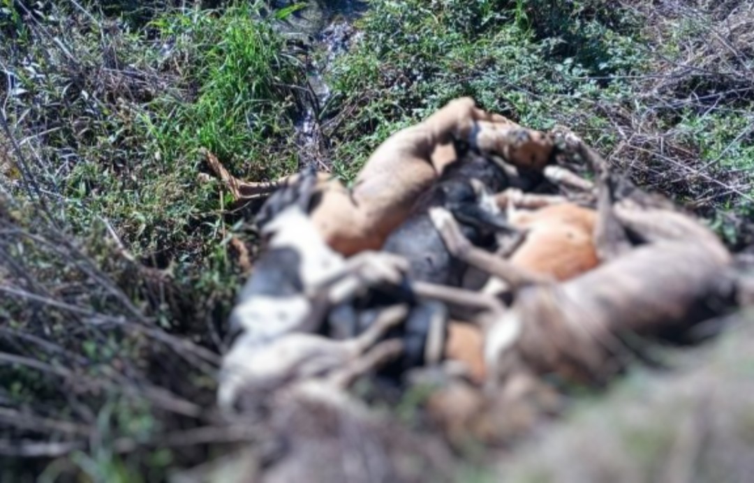 Homem é preso em flagrante por matar seis cães na zona rural de Alegrete