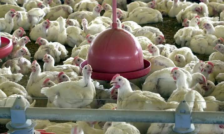 Ministério da Agricultura confirma primeiro foco de gripe aviária em granja comercial no RS; China suspende importações