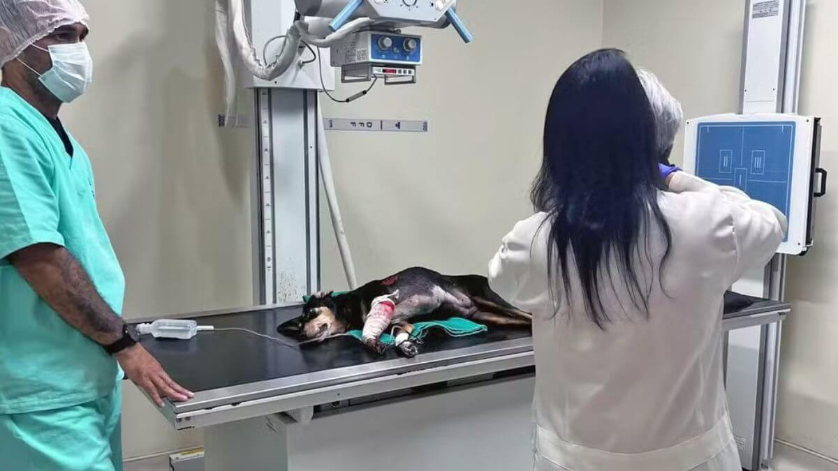 Cão “jurado de morte” é baleado no Rio; cidade registra seis animais vítimas da violência em setembro