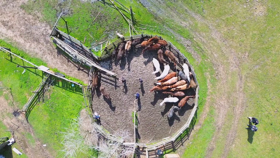 Polícia desmonta esquema de fraude que legalizou venda de 14 mil animais sem procedência no RS