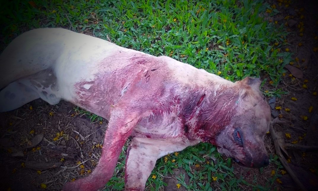 Policia investiga morte de cão da raça Pitbull com sinais de violência