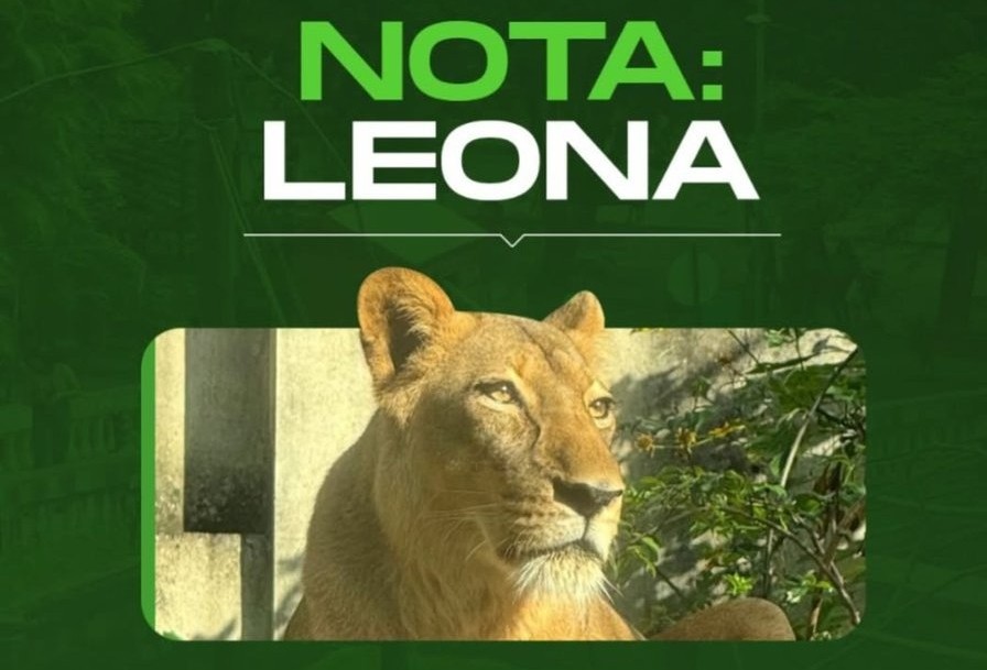 Leoa Leona não será sacrificada após invasão que terminou com morte de homem em João Pessoa
