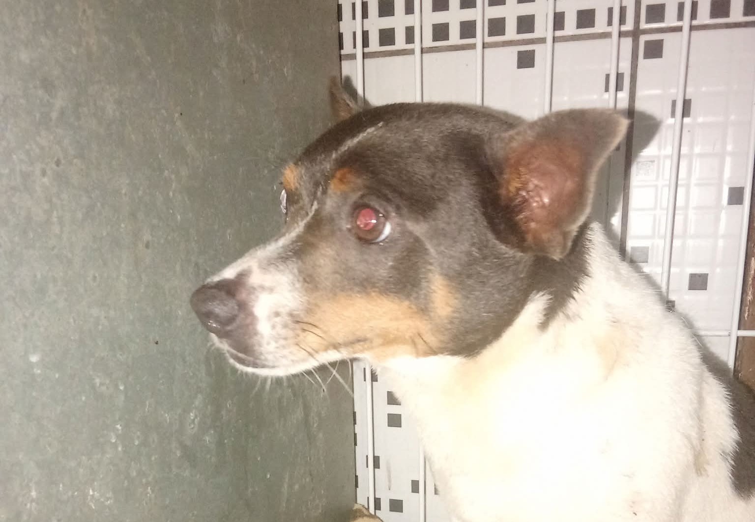 Bombas durante celebrações de Natal provocam fuga de cães e mobilizam moradores em São Borja