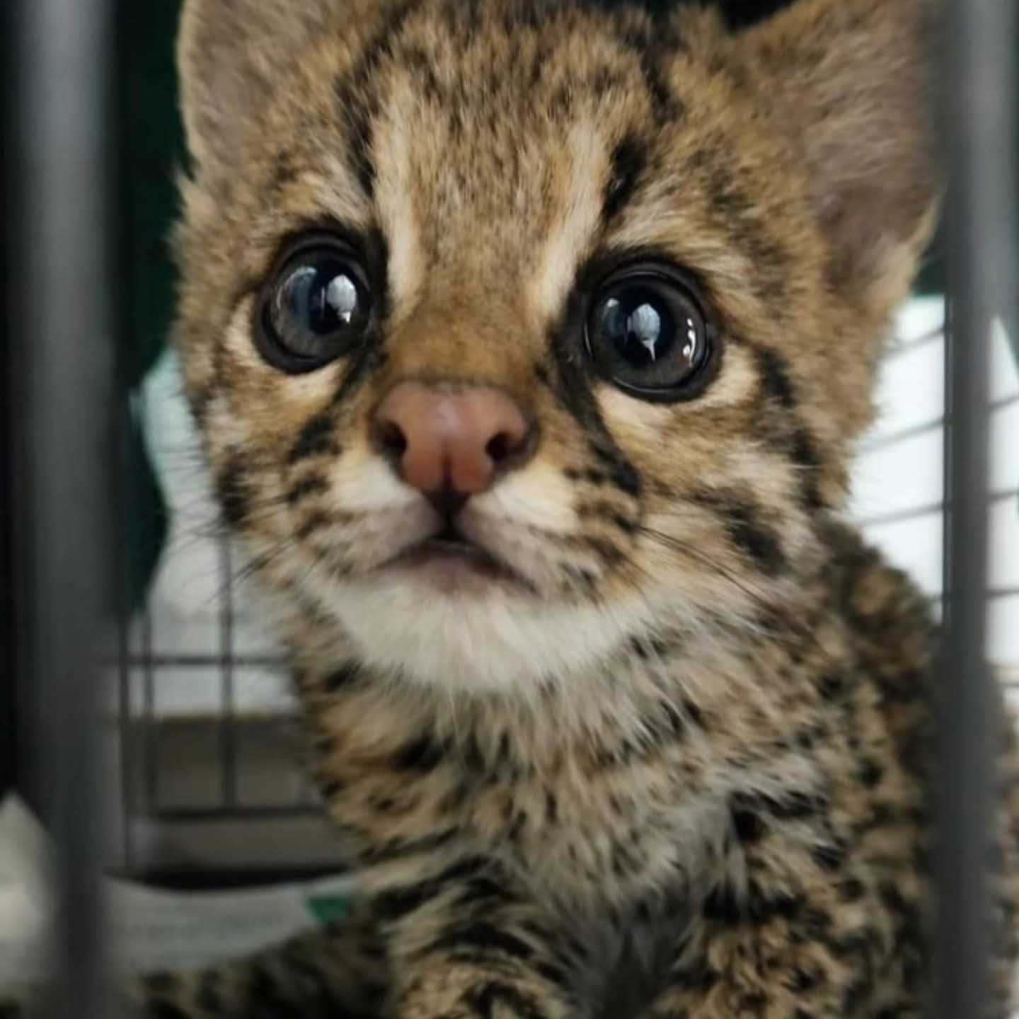 Brigada Militar resgata filhote de gato-do-mato em Passo Fundo