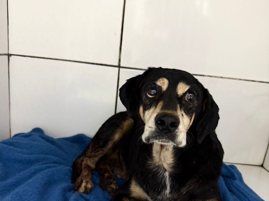 MP acompanha caso de cão comunitário baleado por PM em Campo Bom e cobra informações da Brigada Militar