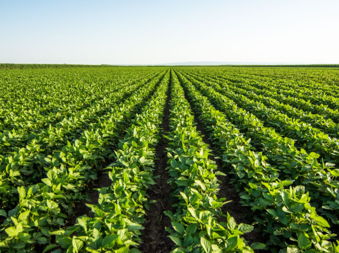 Chuvas regulares favorecem a safra de verão e reforçam expectativa positiva no RS