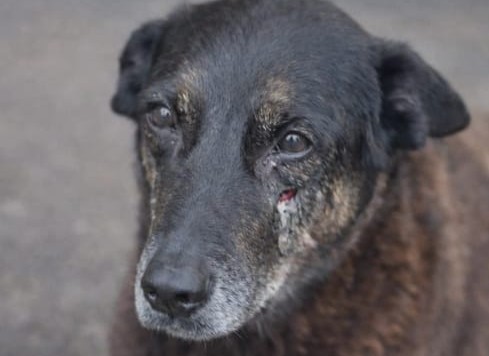 Ativistas relatam ameaças após divulgar morte do cão comunitário Orelha: “Vão acabar igual o cachorro”