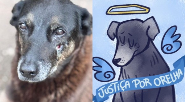 Polícia Civil deflagra operação após morte de cão comunitário cuidado por moradores