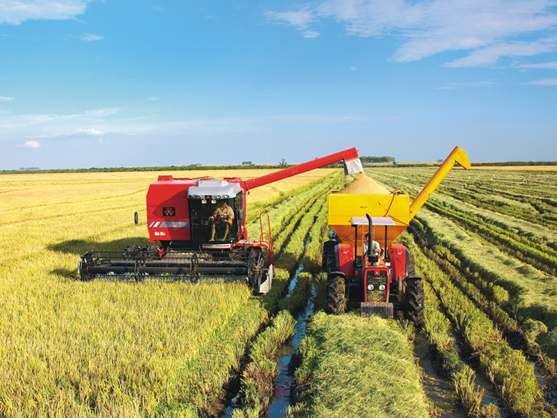 Entre safra menor, preços em queda e dívidas, setor do arroz admite reduzir produção no RS