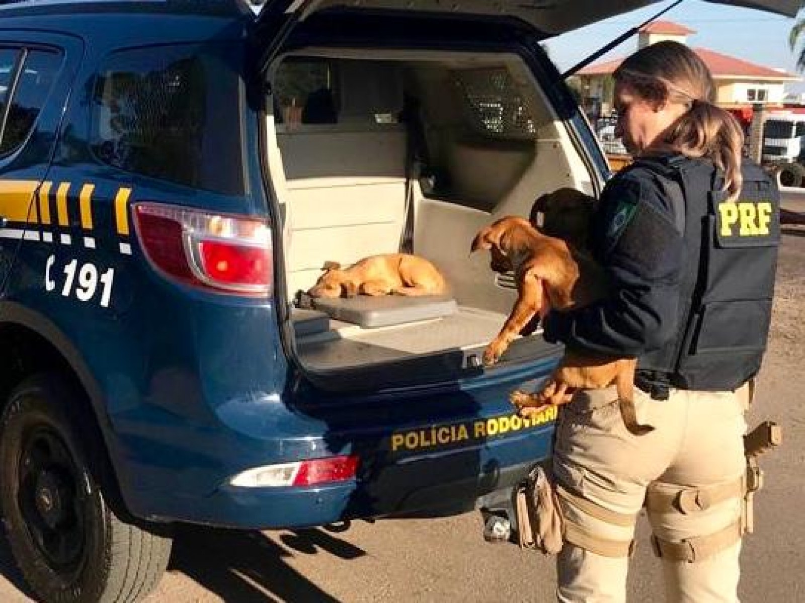 Abandono de animais em rodovias do RS cresce 40% no verão e acende alerta para riscos e crime ambiental