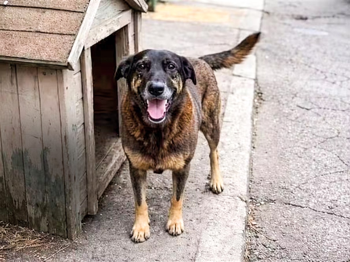 Justiça autoriza exumação do cão Orelha para esclarecer maus-tratos em Florianópolis