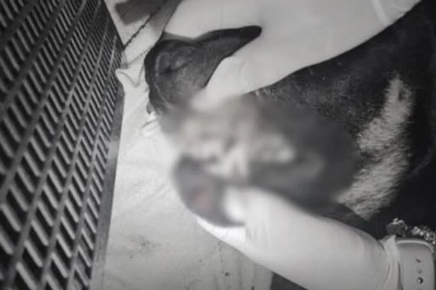 Adolescentes são apreendidos em SC após morte de cachorro jogado em rio e arremessado de prédio