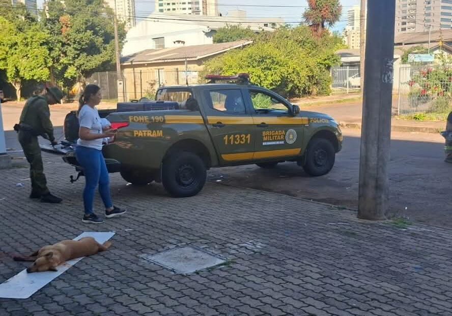 Cão morre após ser esfaqueado em Passo Fundo e polícia investiga o caso