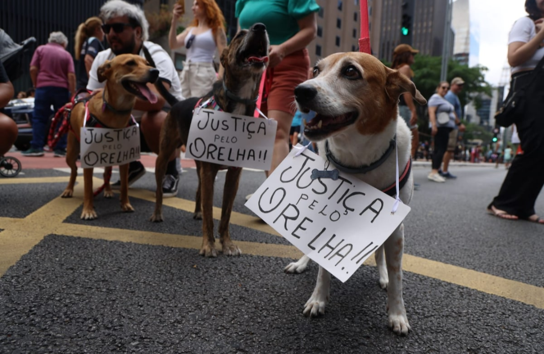 Morte do cão Orelha gera protestos e pedidos de justiça em diversas capitais neste domingo