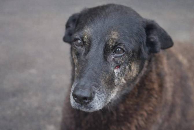 Após exumação, laudo descarta fraturas no crânio do cão Orelha e não apresenta causa da morte