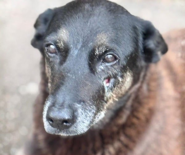 MPSC pede exumação do cão Orelha para aprofundar investigação em Florianópolis