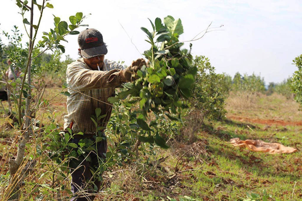 Crise da erva-mate na Argentina impulsiona migração de trabalhadores para o Brasil