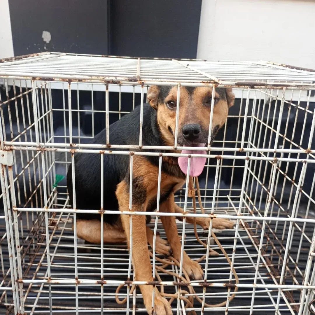 Motorista é detido após arremessar cão de carro em movimento na Avenida Salgado Filho, em São Borja