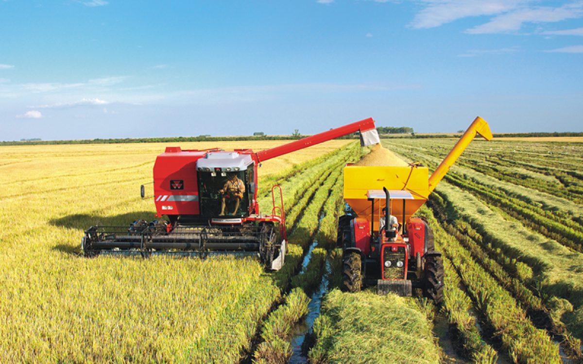Entre safra menor, preços em queda e dívidas, setor do arroz admite reduzir produção no RS