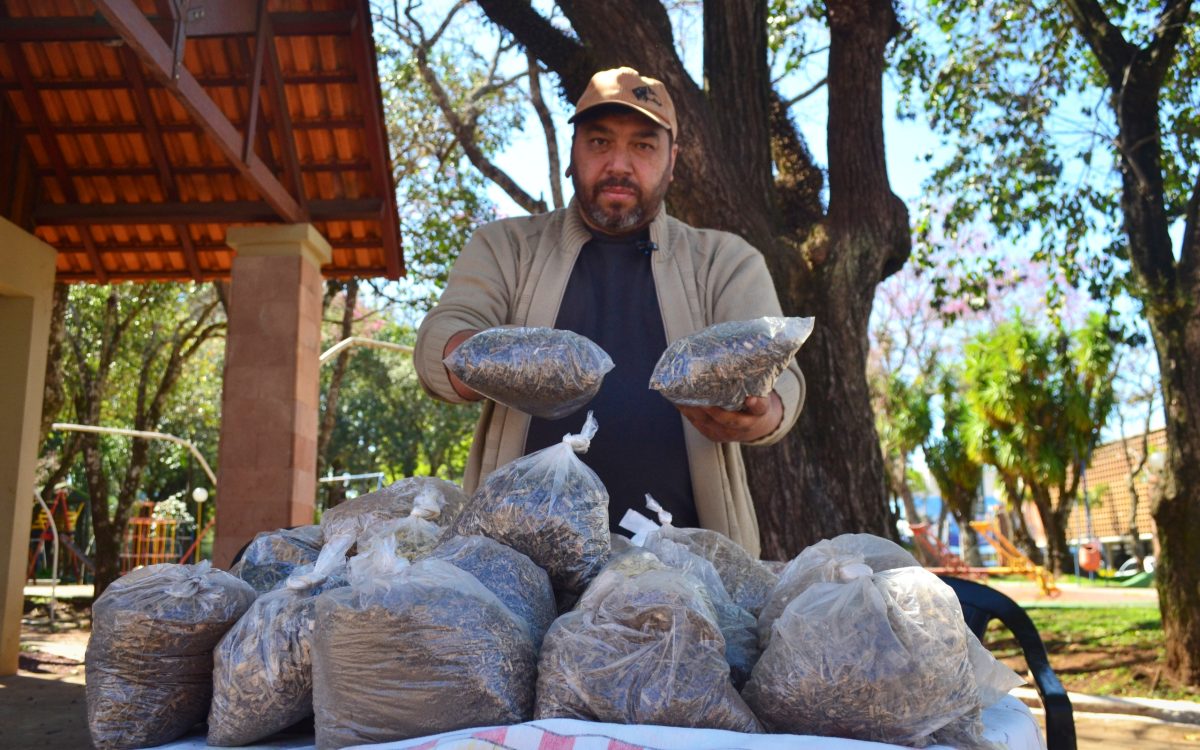 Um chá para cada dor: a sabedoria Kaingang de Cláudio Sales