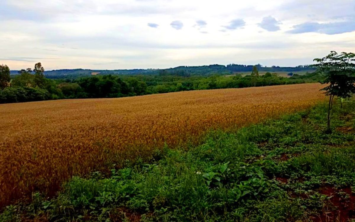 Decreto de Lula declara área de 121,8 hectares em Vitória das Missões de interesse social para a Reforma Agrária