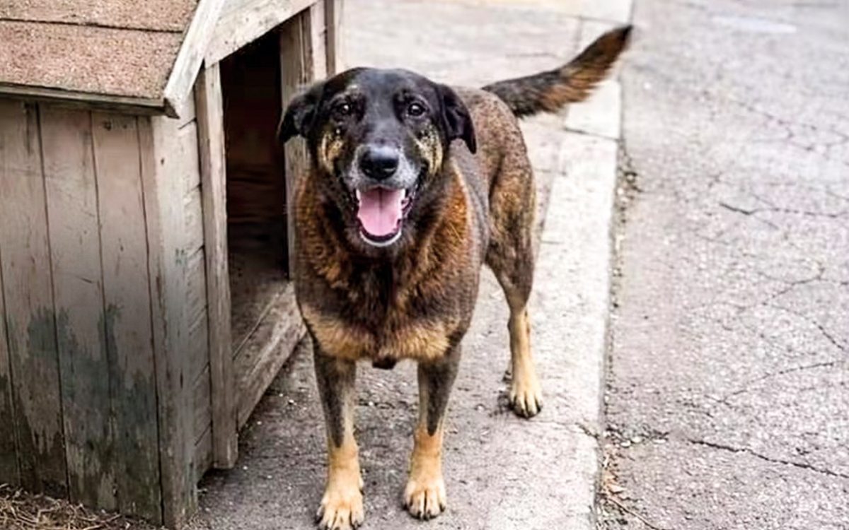 Justiça autoriza exumação do cão Orelha para esclarecer maus-tratos em Florianópolis