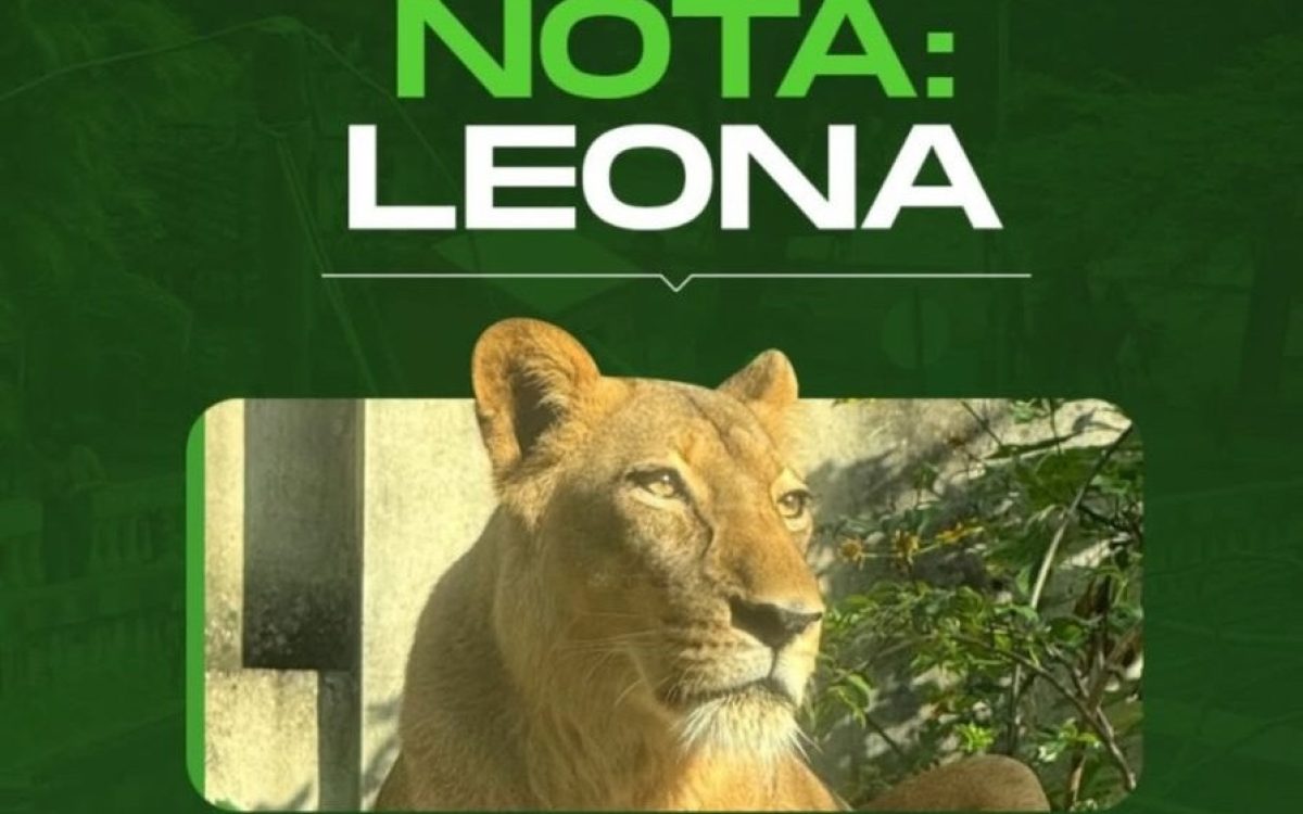 Leoa Leona não será sacrificada após invasão que terminou com morte de homem em João Pessoa