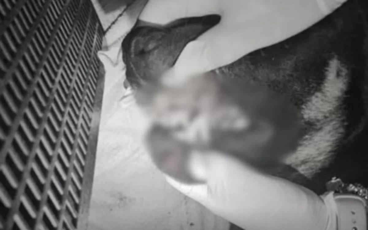 Adolescentes são apreendidos em SC após morte de cachorro jogado em rio e arremessado de prédio