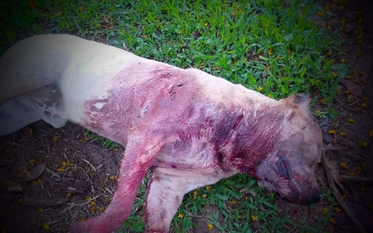 Policia investiga morte de cão da raça Pitbull com sinais de violência
