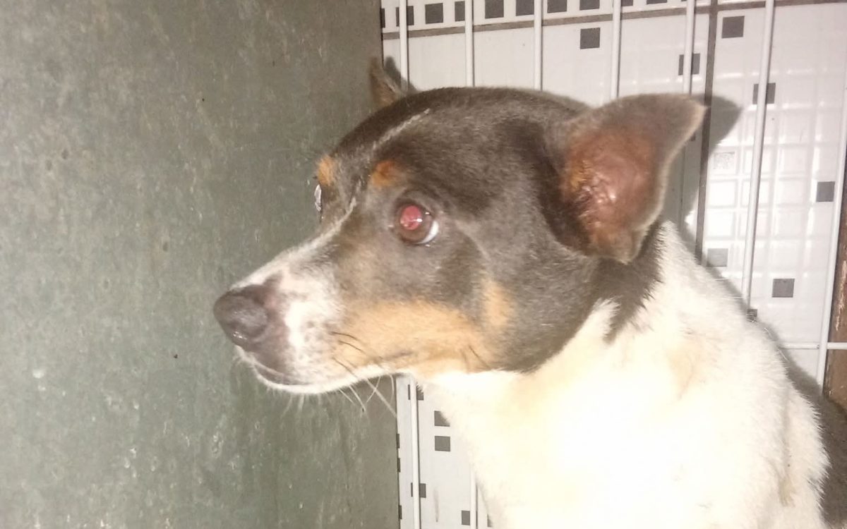 Bombas durante celebrações de Natal provocam fuga de cães e mobilizam moradores em São Borja