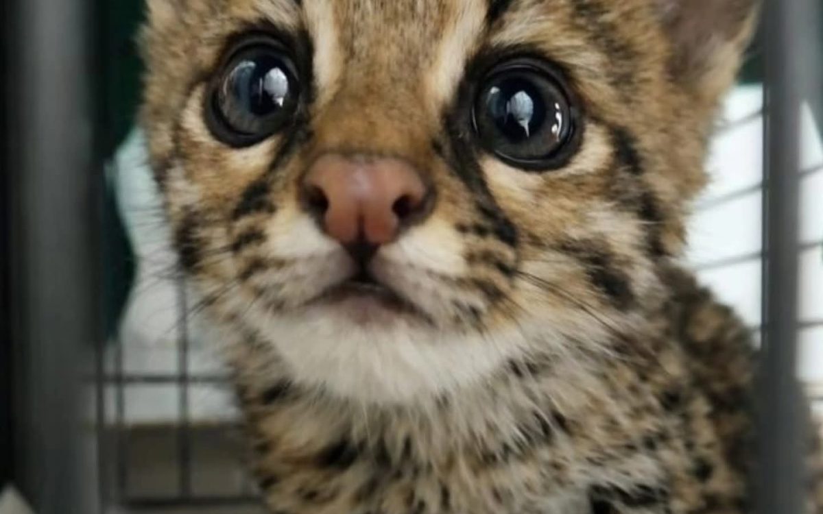 Brigada Militar resgata filhote de gato-do-mato em Passo Fundo