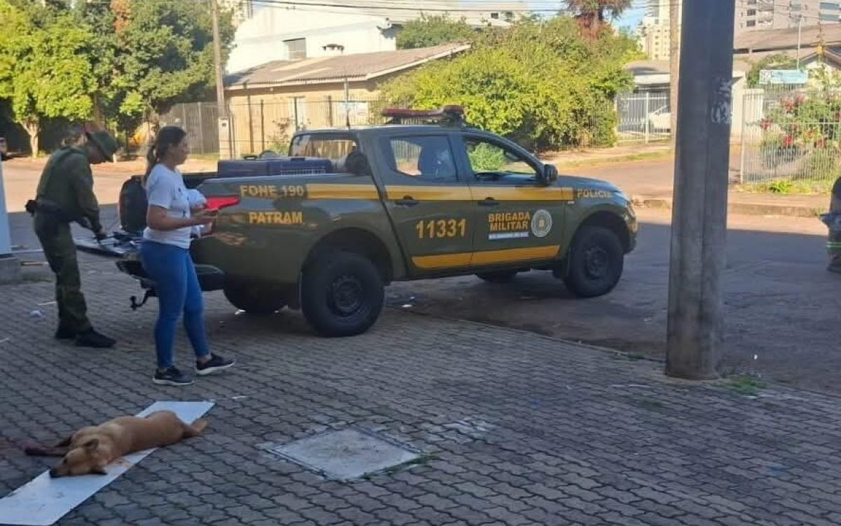 Cão morre após ser esfaqueado em Passo Fundo e polícia investiga o caso