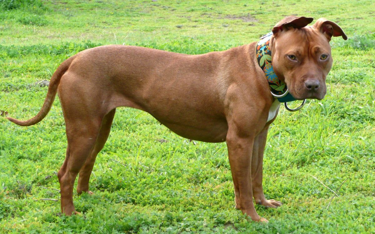 Governador de Santa Catarina regulamenta lei que restringe criação e circulação de pit bulls e raças derivadas