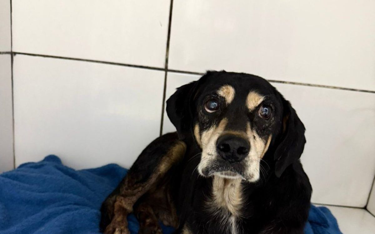 MP acompanha caso de cão comunitário baleado por PM em Campo Bom e cobra informações da Brigada Militar