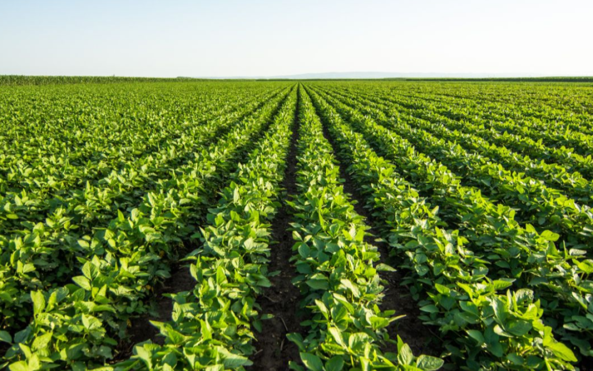 Chuvas regulares favorecem a safra de verão e reforçam expectativa positiva no RS