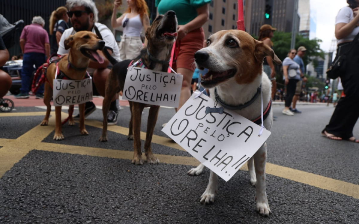 Morte do cão Orelha gera protestos e pedidos de justiça em diversas capitais neste domingo