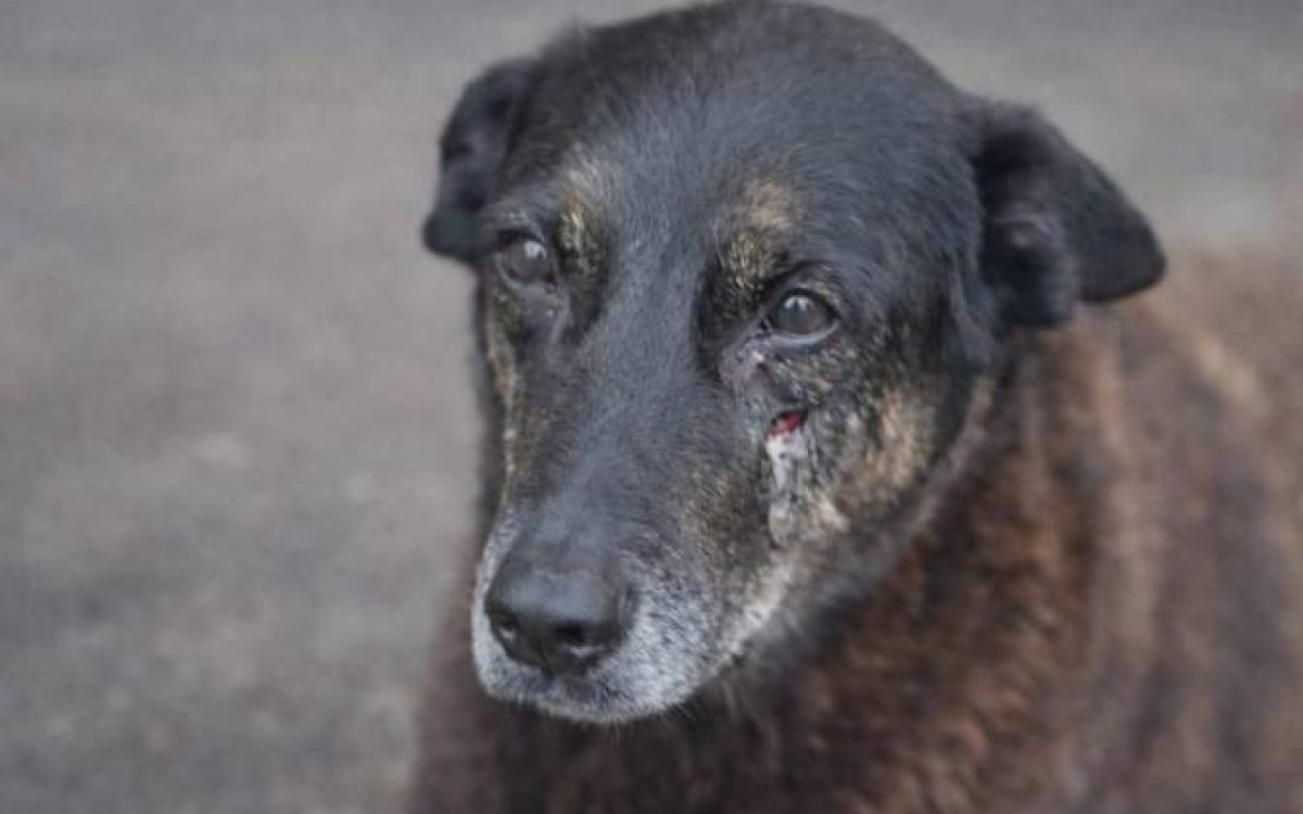Após exumação, laudo descarta fraturas no crânio do cão Orelha e não apresenta causa da morte