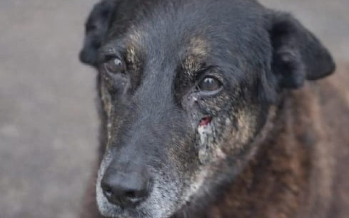 Ativistas relatam ameaças após divulgar morte do cão comunitário Orelha: “Vão acabar igual o cachorro”