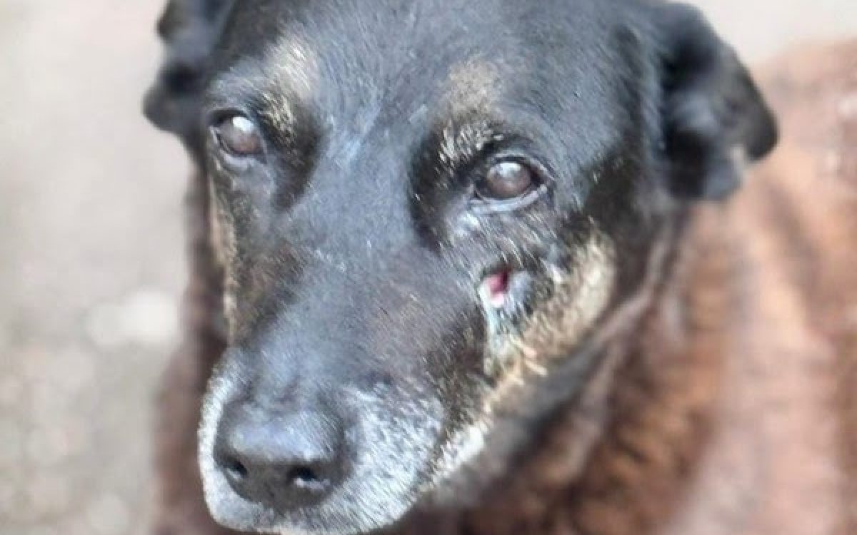 MPSC pede exumação do cão Orelha para aprofundar investigação em Florianópolis