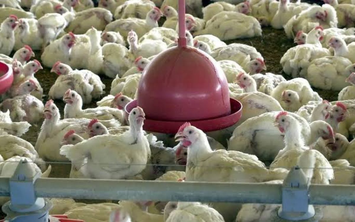 Ministério da Agricultura confirma primeiro foco de gripe aviária em granja comercial no RS; China suspende importações