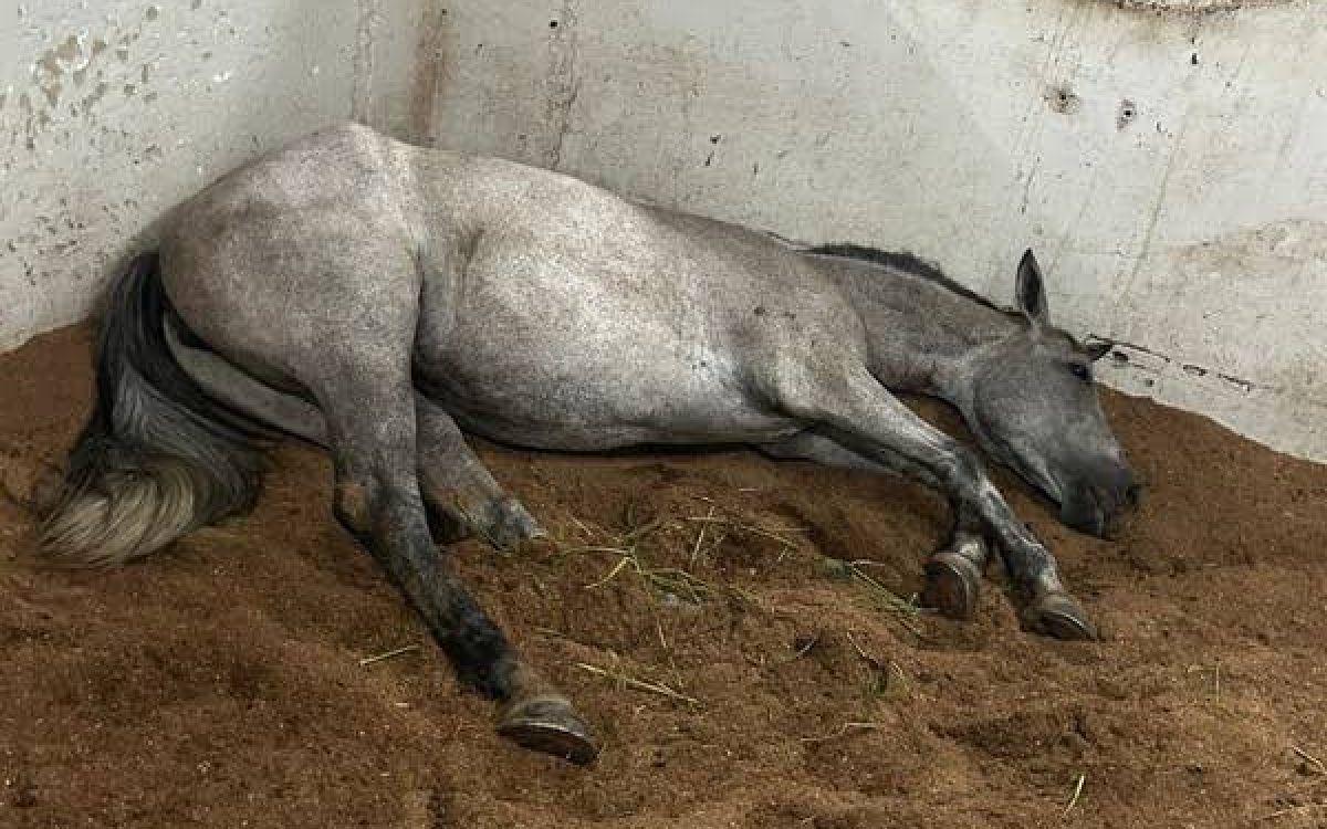 Ração contaminada causou a morte de 245 cavalos em quatro estados, afirma Ministério da Agricultura