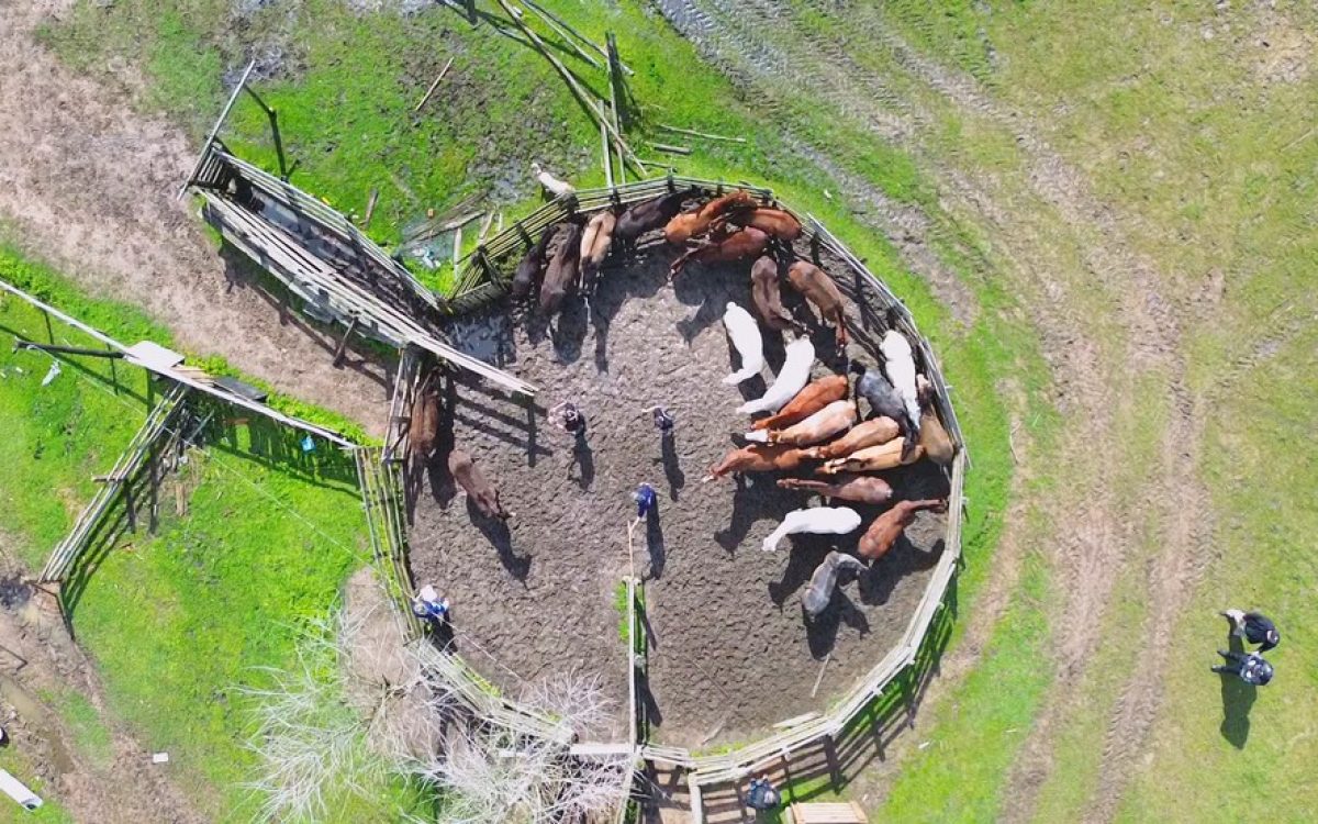 Polícia desmonta esquema de fraude que legalizou venda de 14 mil animais sem procedência no RS