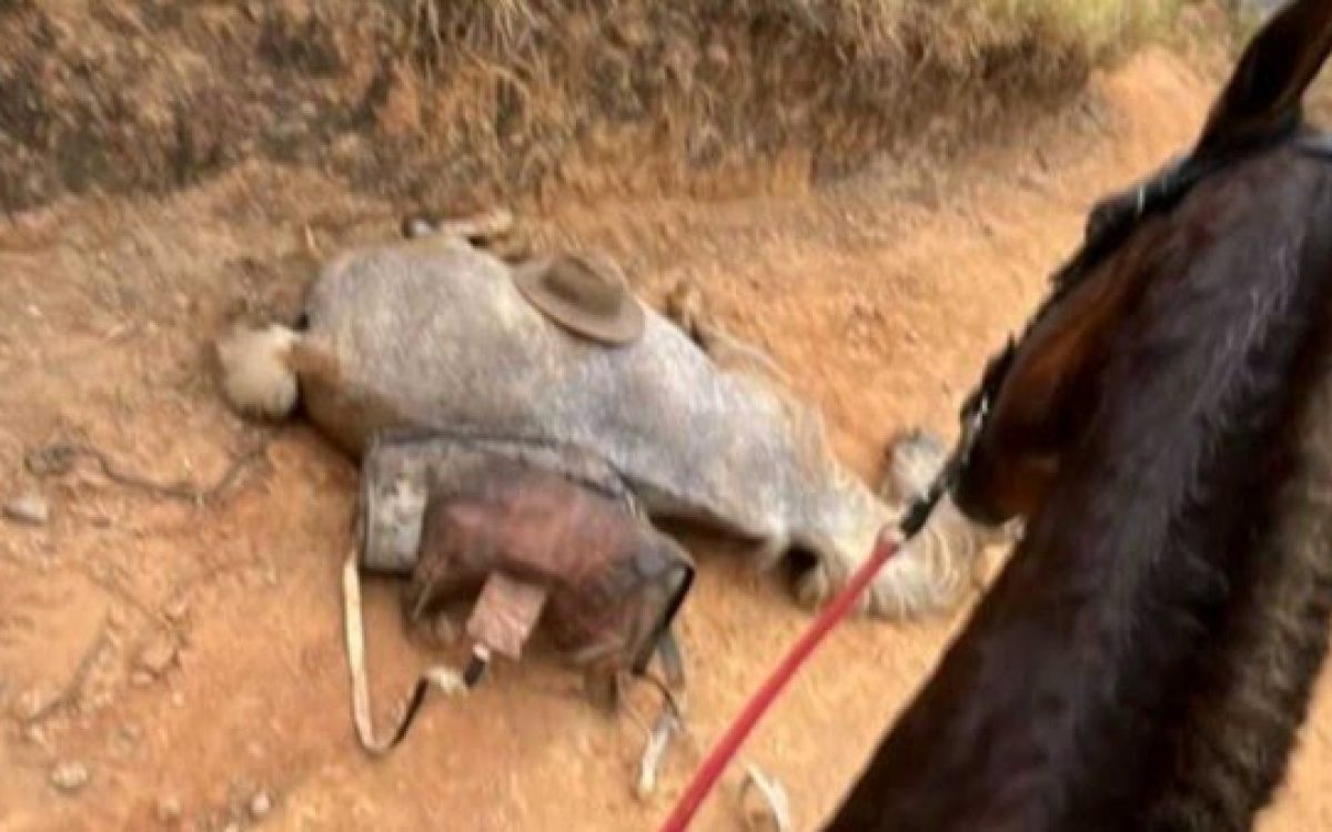 Cavalo estava vivo e foi levado à exaustão antes de ter patas decepadas, aponta laudo