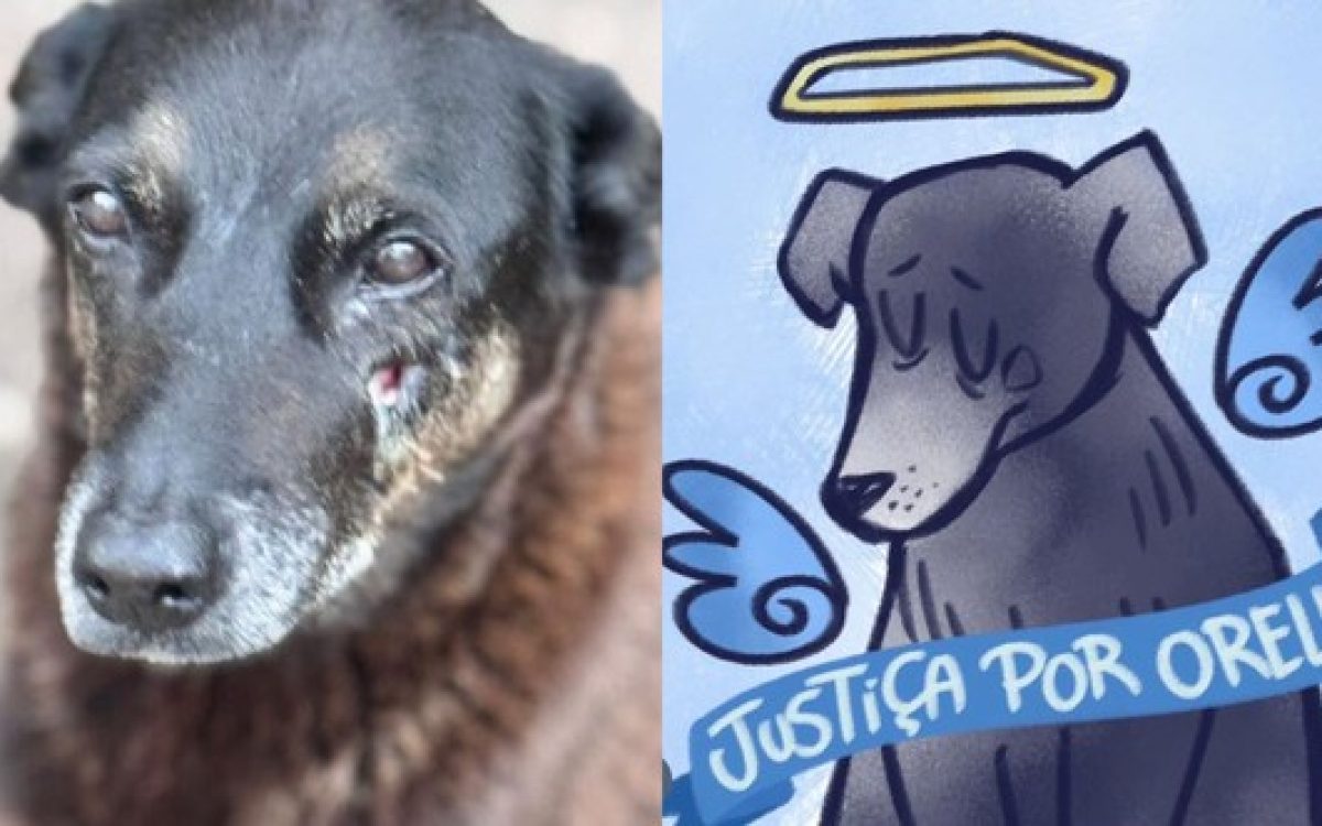 Polícia Civil deflagra operação após morte de cão comunitário cuidado por moradores